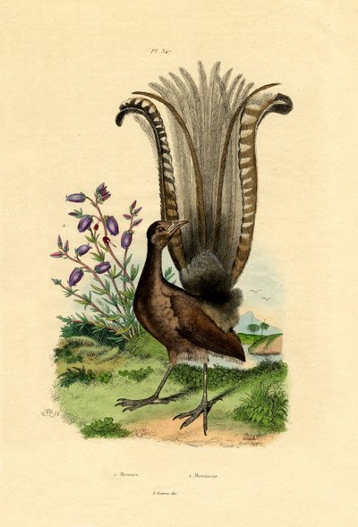 Superb Lyrebird by French School